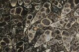 Polished Fossil Turritella Agate Stand Up - Wyoming #193583-1